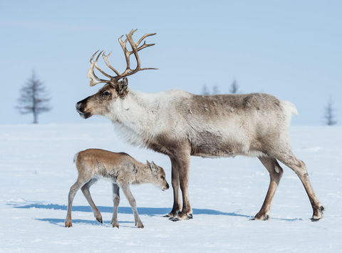 lapland reindeer with calf in spring astk