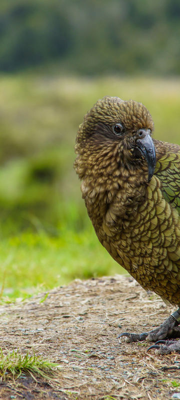 new zealand fiordland kea istk