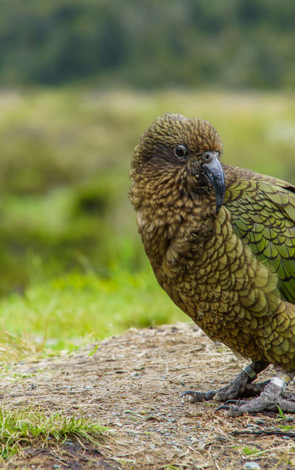 new zealand fiordland kea istk