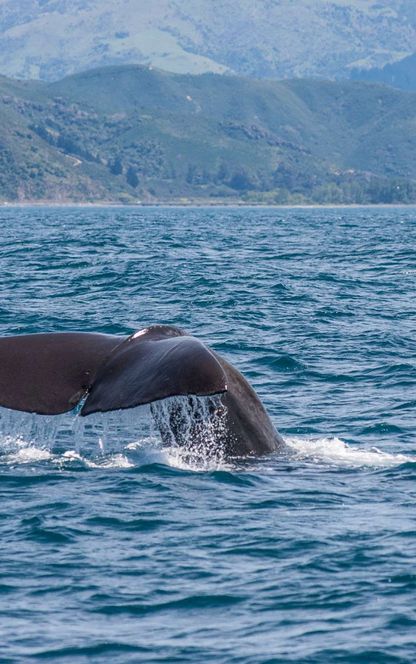 new zealand kaikoura mountains whale diving istk