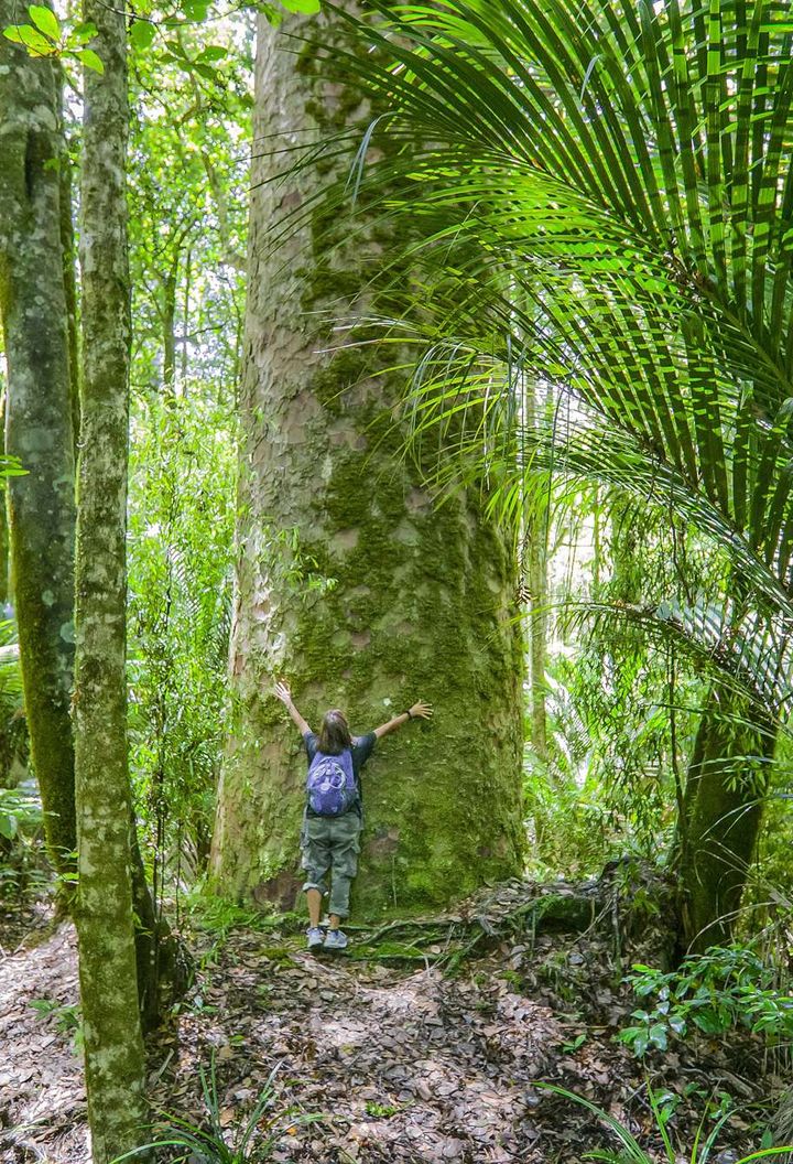 new-zealand-northland-waipoua-forest-kauri-tree-istk