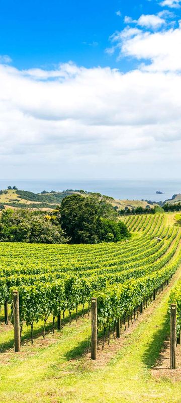 new zealand waiheke island vineyard istk