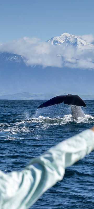 new-zealand-whale-watching-off-kaikoura-tnz