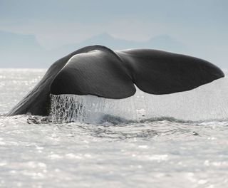 northern norway sperm whale tail arceur