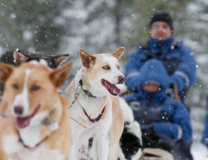 norway husky safari tb