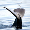 norway lofoten vesteralen sperm whale