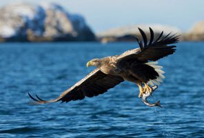 norway white tailed sea eagle istk