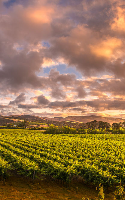 south australia barossa valley vineyard istk