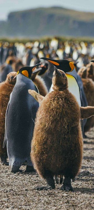 south georgia king penguin colony with chicks qe