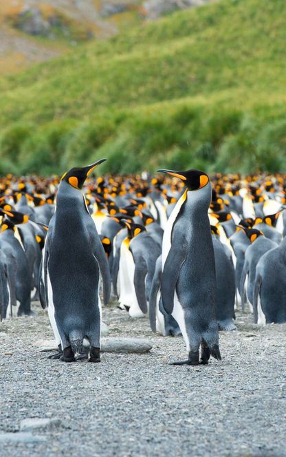 south georgia king penguins on beach istk