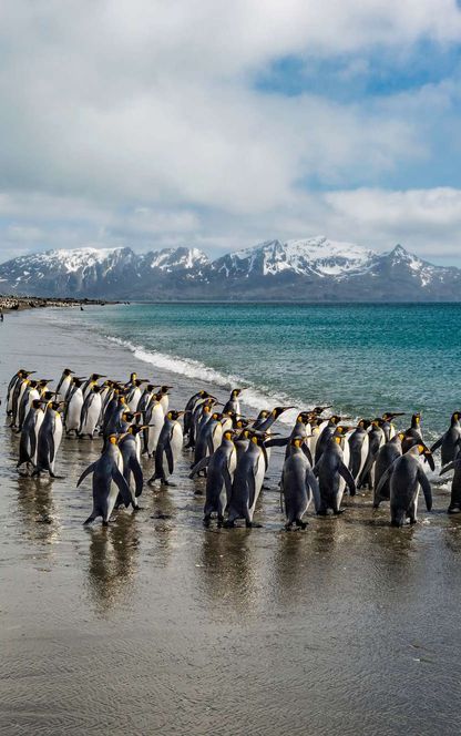 south georgia salisbury plain king penguins beach istk