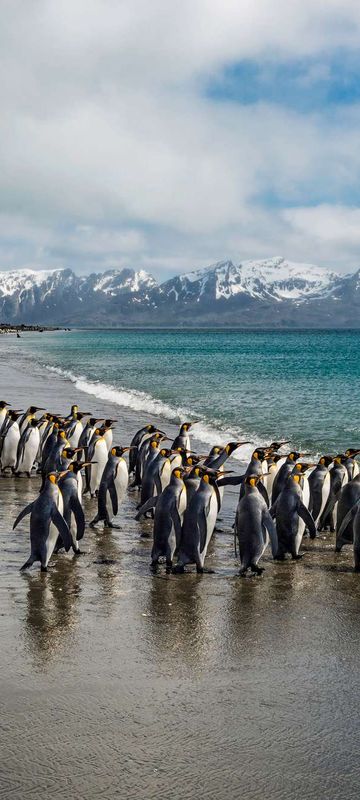 south georgia salisbury plain king penguins beach istk