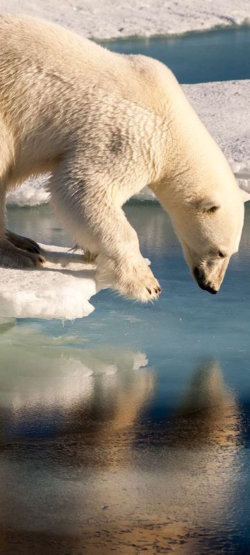 spitsbergen polar bear admiring reflection astk