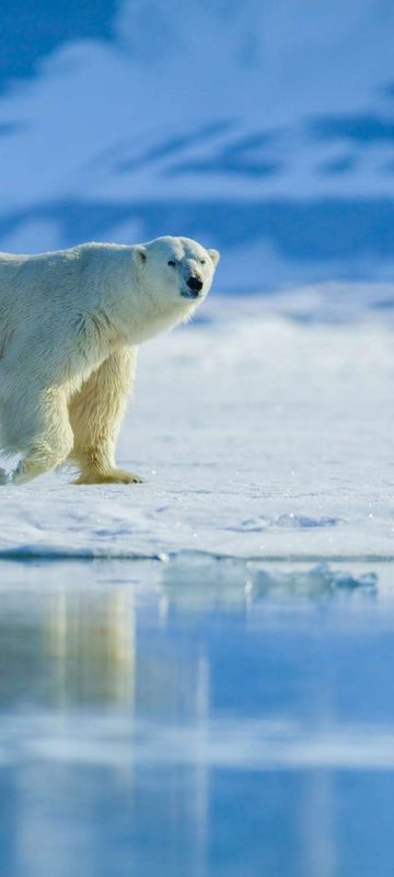 spitsbergen polar bear reflection astk