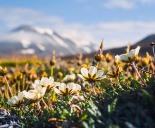 spitsbergen wildflowers under arctic summer sun astk