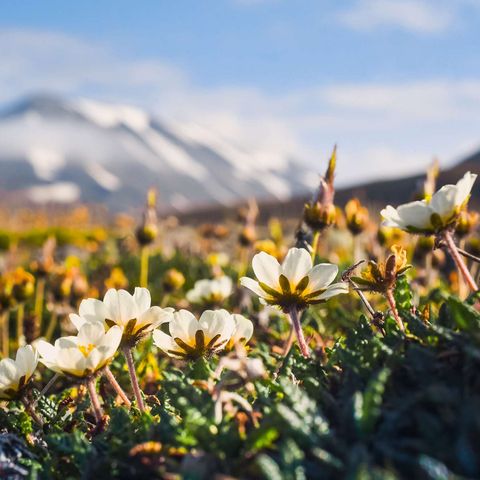 spitsbergen wildflowers under arctic summer sun astk