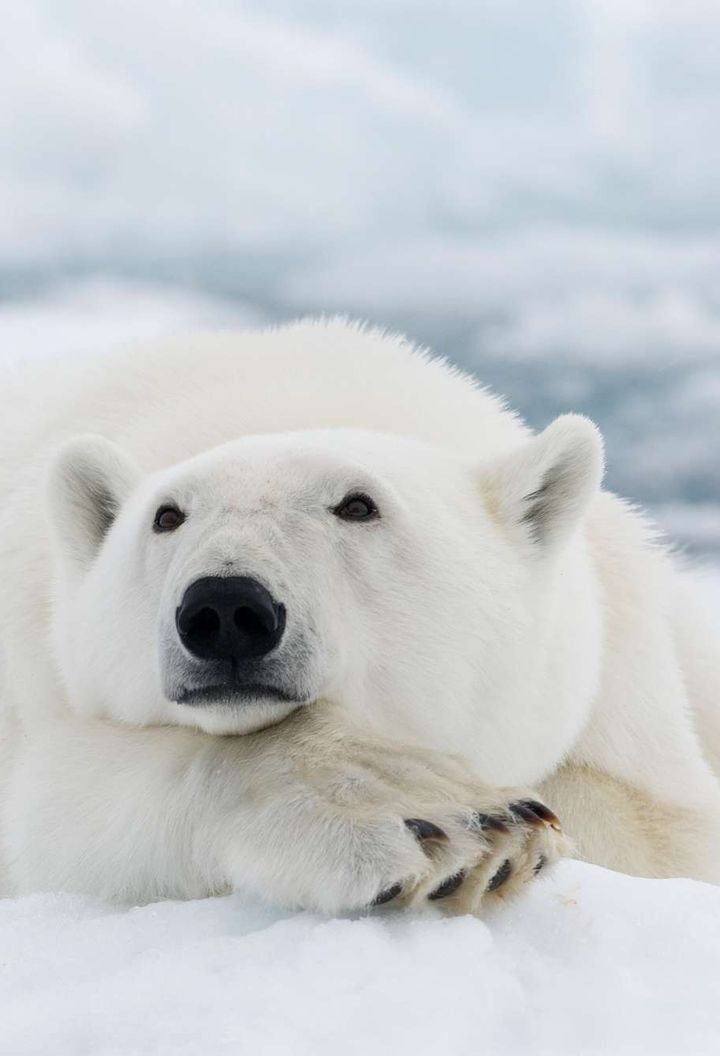 svalbard polar bear resting istk