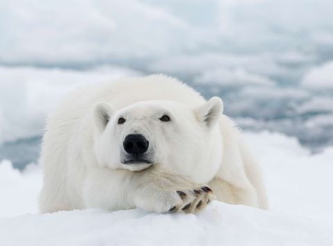 svalbard polar bear resting istk