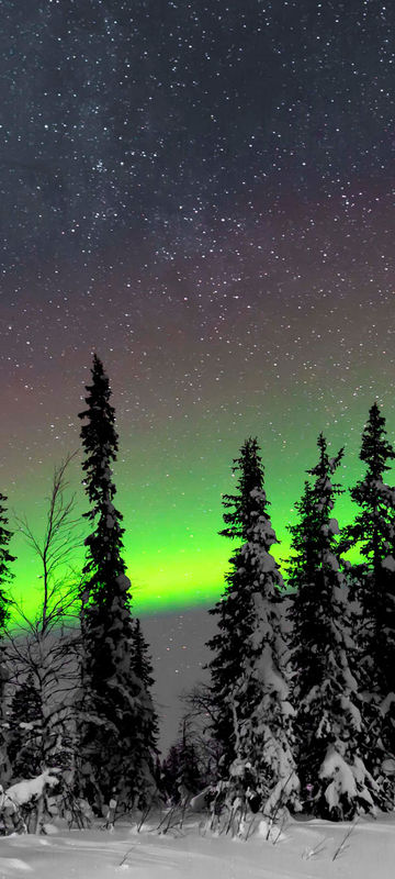 sweden lapland aurora over forest jw