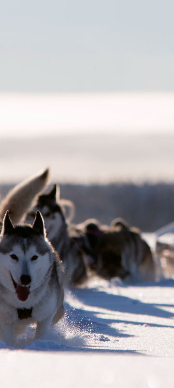 sweden lapland husky sledding vs