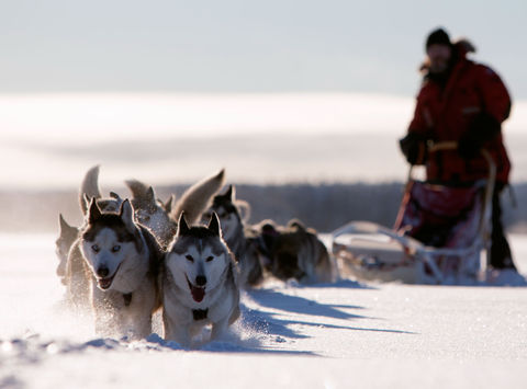 sweden lapland husky sledding vs