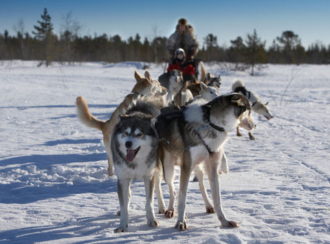 sweden lapland husky team at rest rth