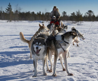 sweden lapland husky team at rest rth