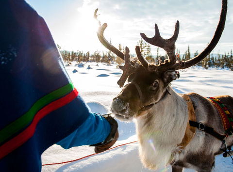 sweden lapland reindeer with sami vs