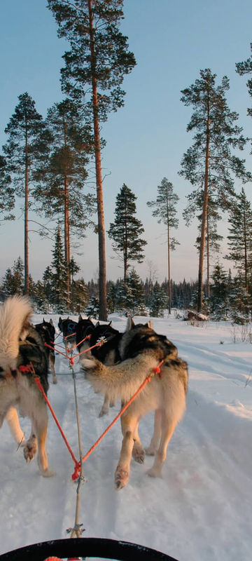 swedish-lapland-husky-sledding-winter-sun-pov-ch