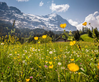 switzerland-spring-grindelwald