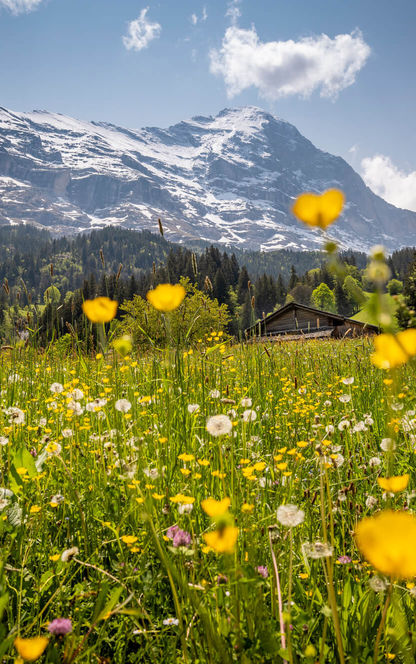 switzerland-spring-grindelwald