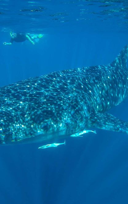 western australia snorkelling with whale shark at ningaloo reef istk